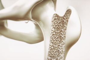 Osteologie – Die Lehre von den Knochen